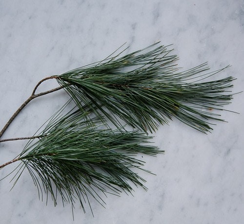 20140225-foraged-pinebranches