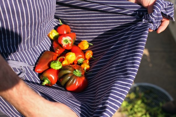 Peppers in Apron on the Rooftop Farm - credit Melissa Hom_0