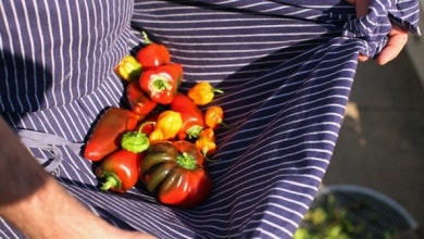 peppersapronrooftopfarmmelissahompromo