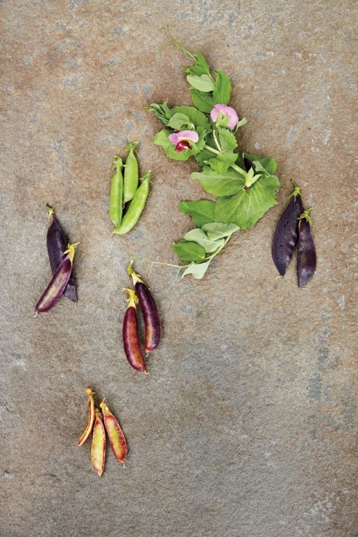 the-lamborn-collection-clockwise-from-top-left-the-52-shelling-snow-peas-which-can-measure-17-degrees-on-the-brix-s