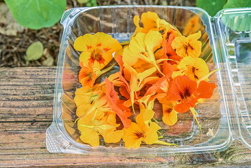 a plastic container filled with food