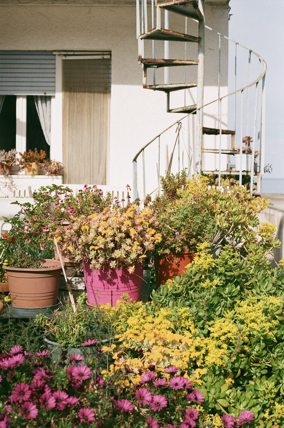 a close up of a flower garden