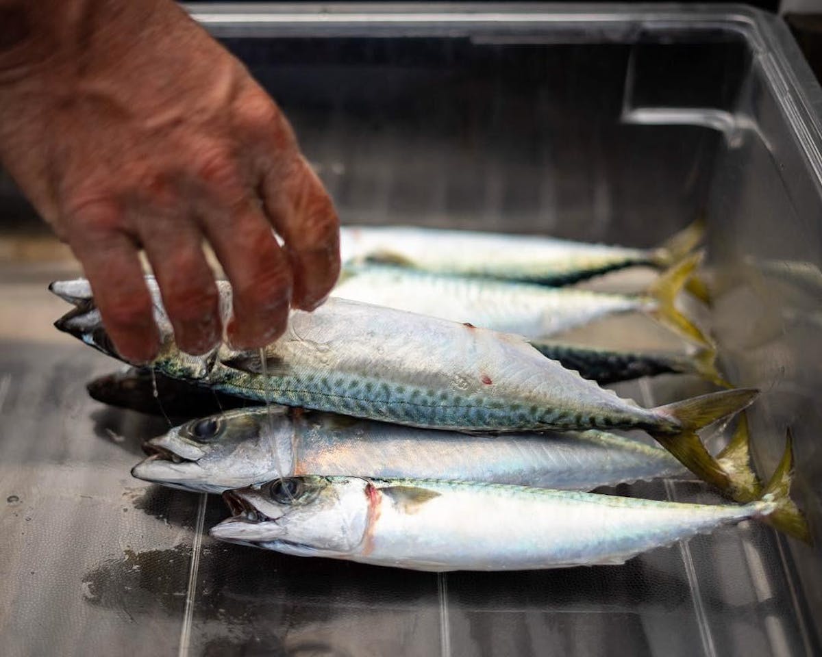 a close up of a fish