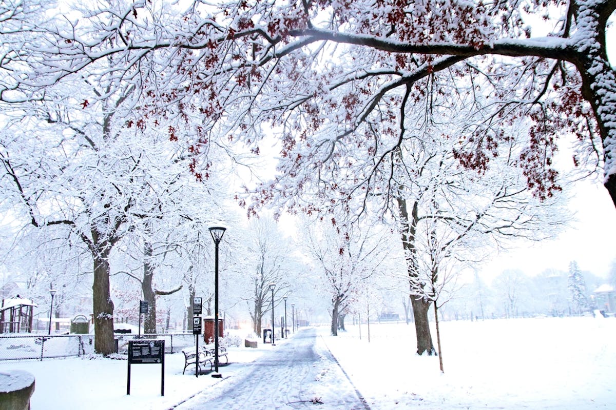 a tree covered in snow