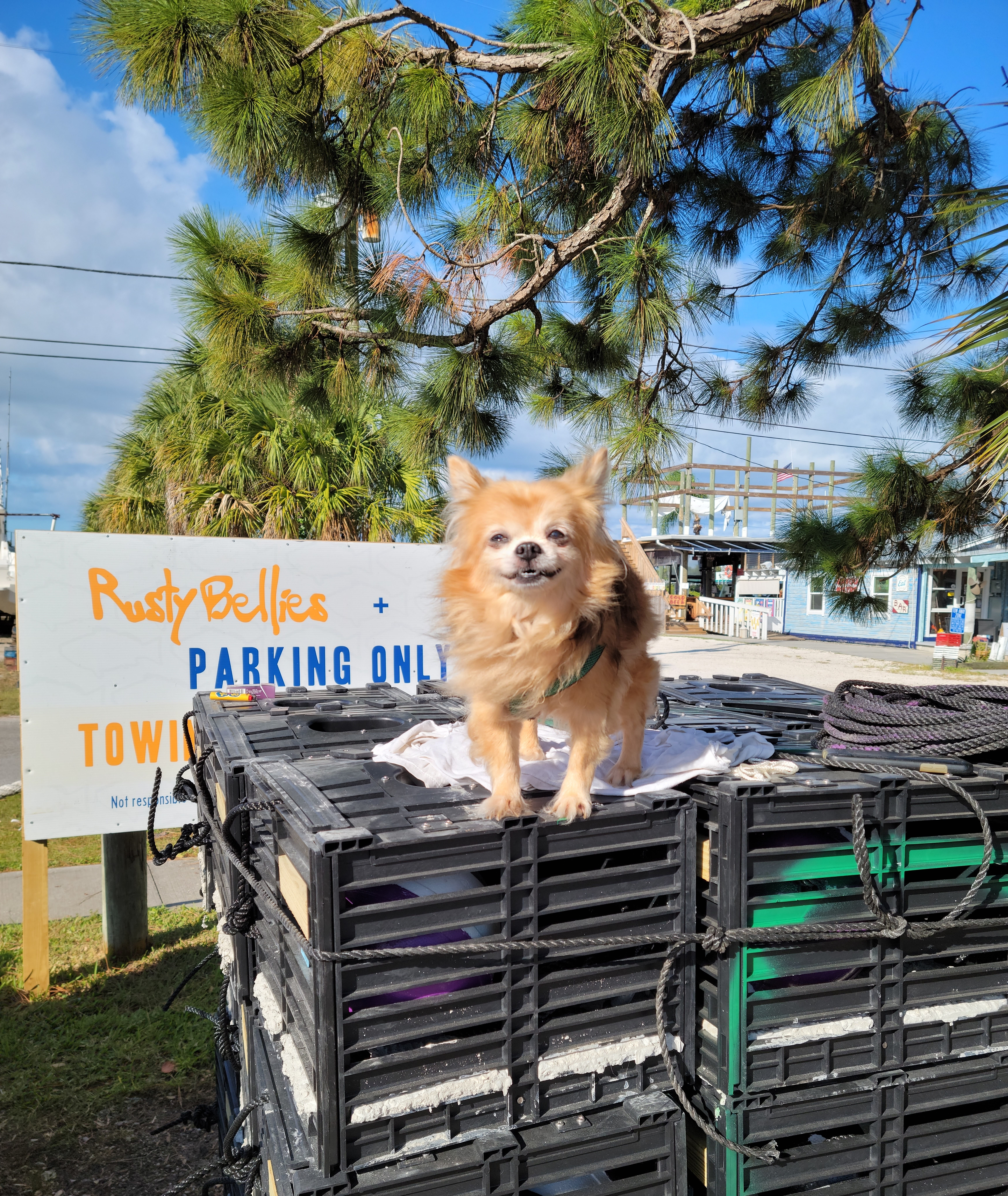 Photo of BOBO (RIP) - RETIRED