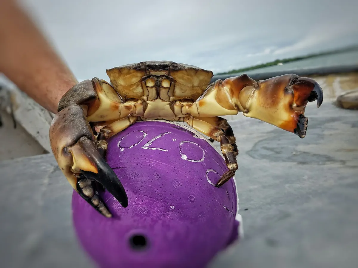 a close up of a crab