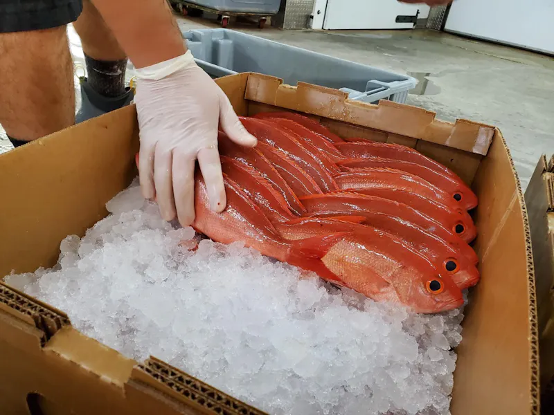 Pelican Point Seafood Retail and Wholesale Seafood Market in Tarpon