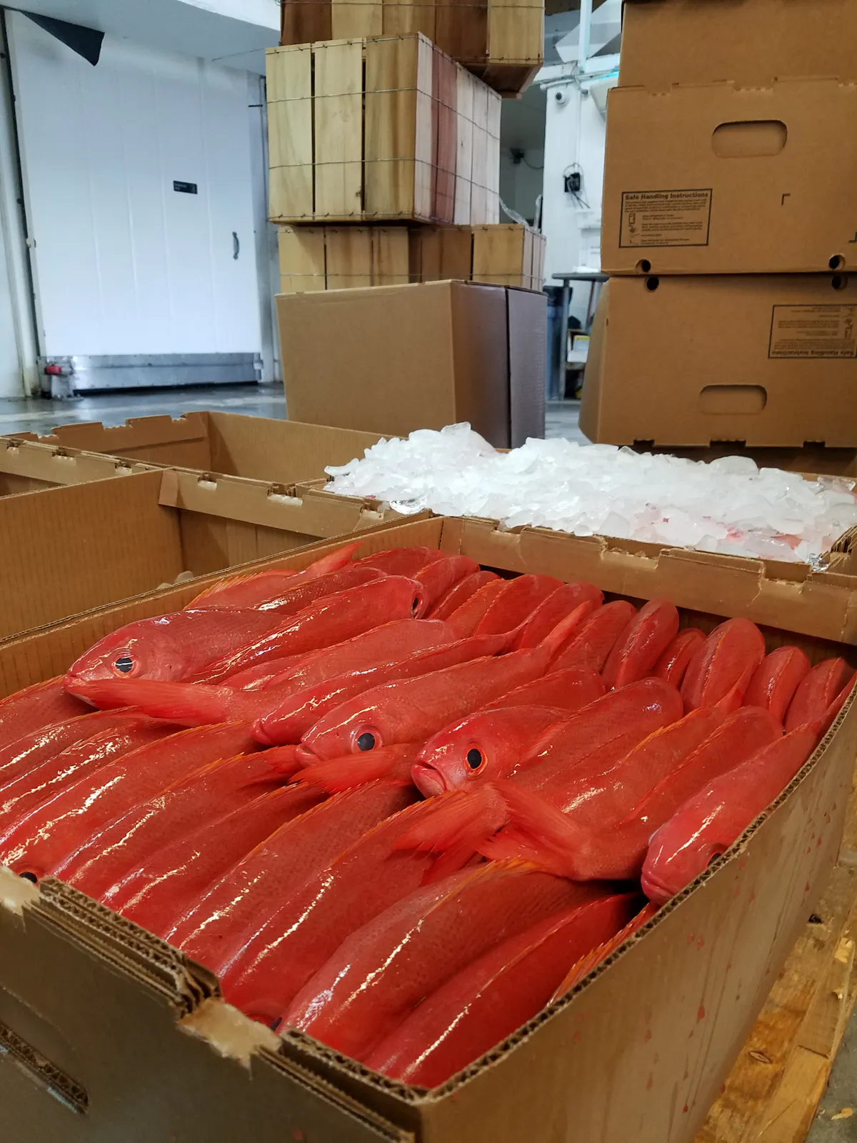 a box filled with many fish