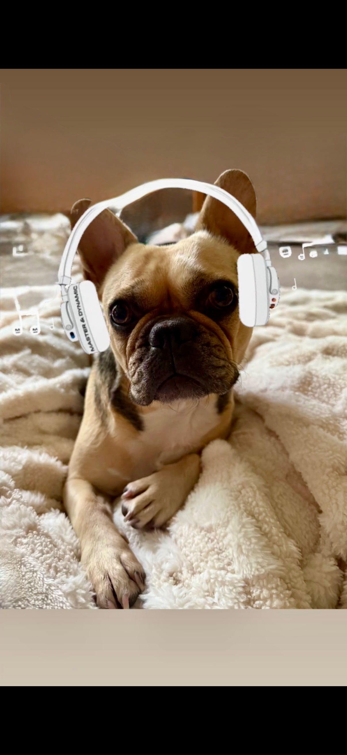 a dog sitting on a bed