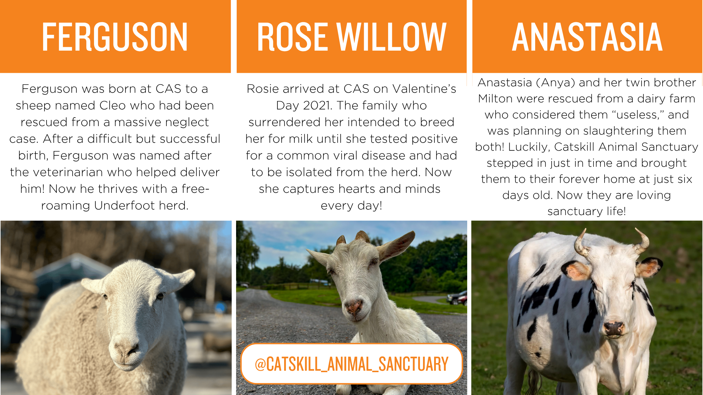 Photos of a sheep, goat and cow with copy. Sergio: Sergio was rescued along with 41 other desperately ill sheep from a backyard slaughter operation. Catskill Animal Sanctuary nursed these extremely neglected, emaciated sheep back to health, and today they live love-filled lives at CAS!  Leah: Leah was one of 27 goats Catskill Animal Sanctuary accepted from a seizure of a gruesome backyard slaughter operation in 2015. As you can tell by her smile, she is an absolute delight! Today she lives happily with her goat family and human caretakers. Anastasia: Anastasia (Anya) and her twin brother Milton were rescued from a dairy farm who considered them “useless,” and was planning on slaughtering them both! Luckily, Catskill Animal Sanctuary stepped in just in time and brought them to their forever home at just six days old. Now they are loving sanctuary life!
