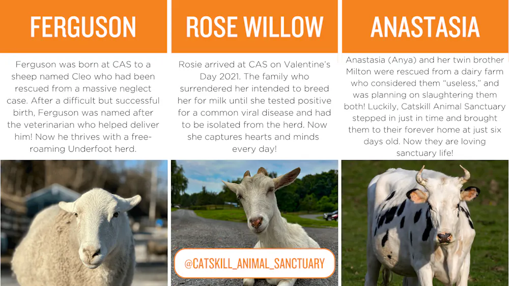 Photos of a sheep, goat and cow with copy. Sergio: Sergio was rescued along with 41 other desperately ill sheep from a backyard slaughter operation. Catskill Animal Sanctuary nursed these extremely neglected, emaciated sheep back to health, and today they live love-filled lives at CAS! Leah: Leah was one of 27 goats Catskill Animal Sanctuary accepted from a seizure of a gruesome backyard slaughter operation in 2015. As you can tell by her smile, she is an absolute delight! Today she lives happily with her goat family and human caretakers. Anastasia: Anastasia (Anya) and her twin brother Milton were rescued from a dairy farm who considered them “useless,” and was planning on slaughtering them both! Luckily, Catskill Animal Sanctuary stepped in just in time and brought them to their forever home at just six days old. Now they are loving sanctuary life!