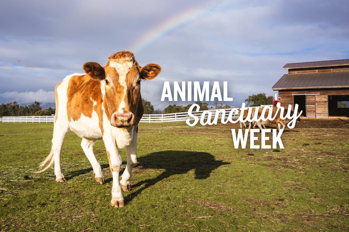 image of a cow in a pasture with a rainbow and the copy