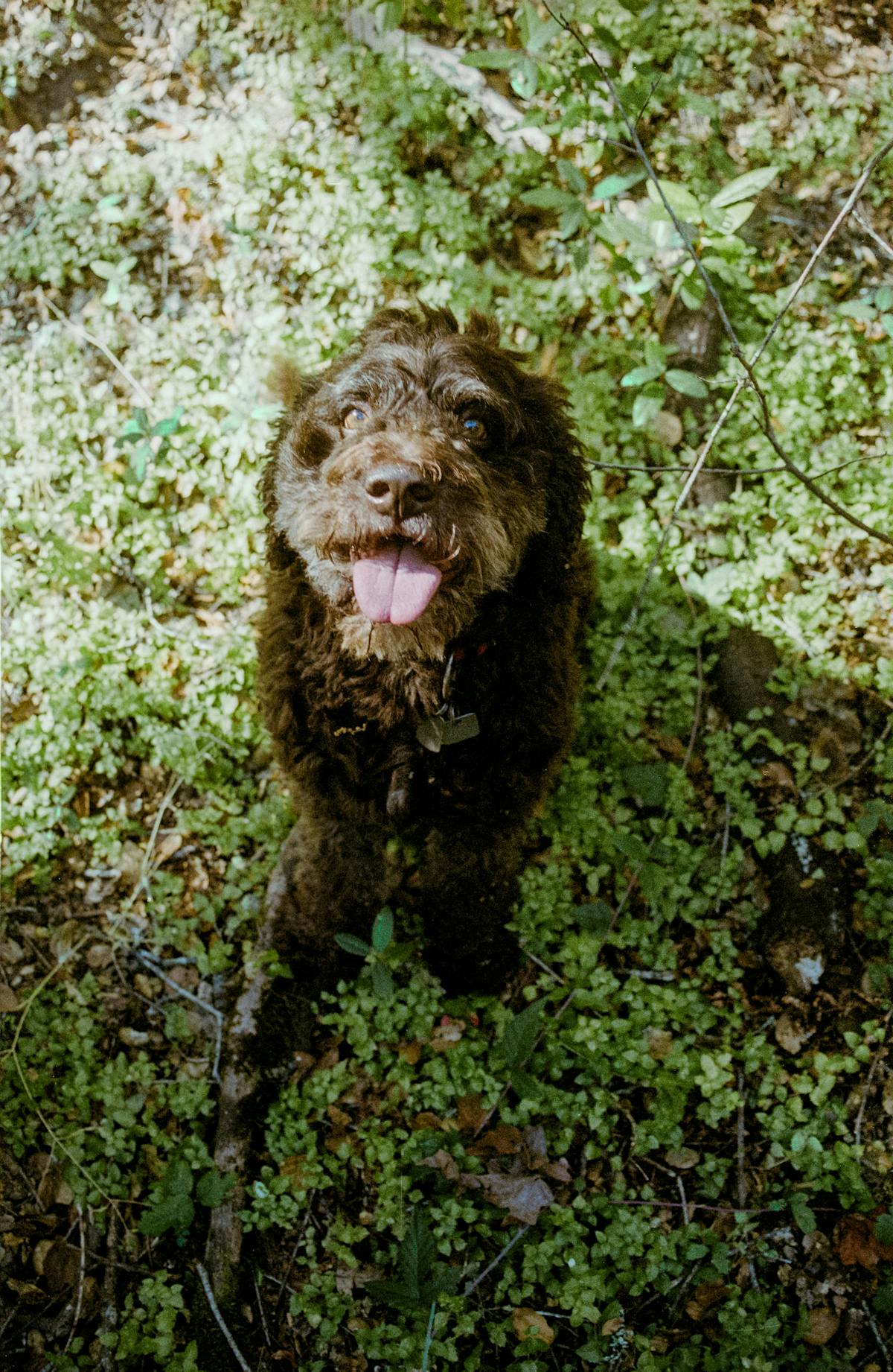 a large brown dog standing next to a forest
