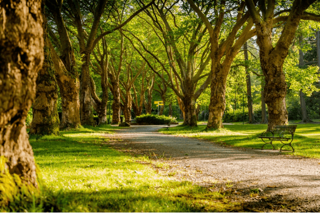 the woods and trees