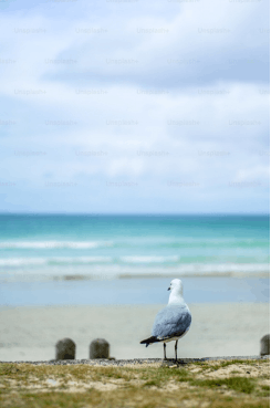 An image of a bird at the beach 