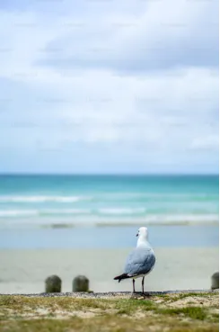 An image of a bird at the beach