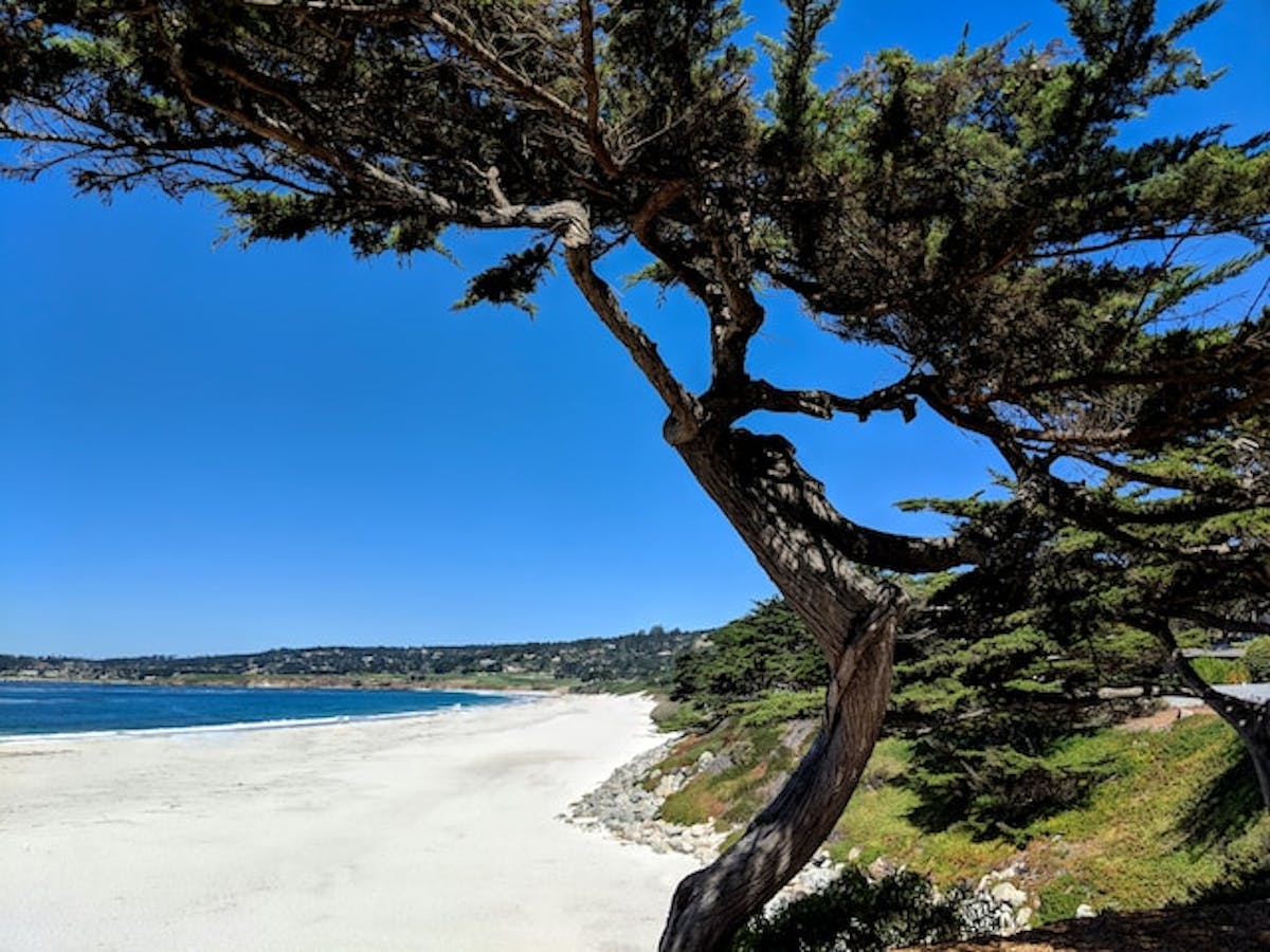 a tree next to a body of water