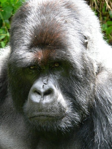 a close up of an animal