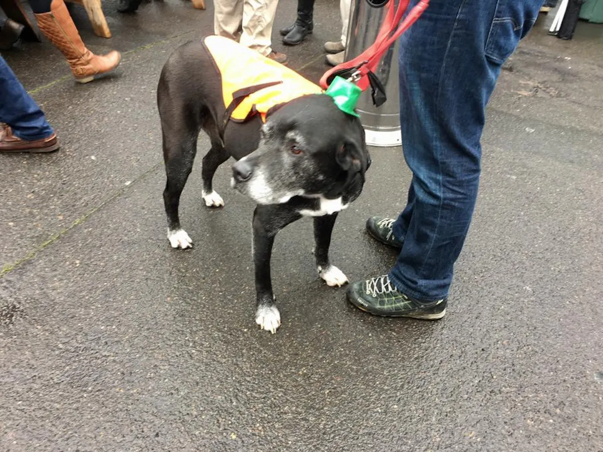 a small dog on a leash