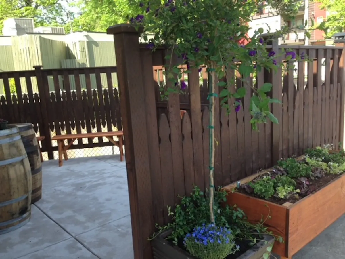 a plant in a garden