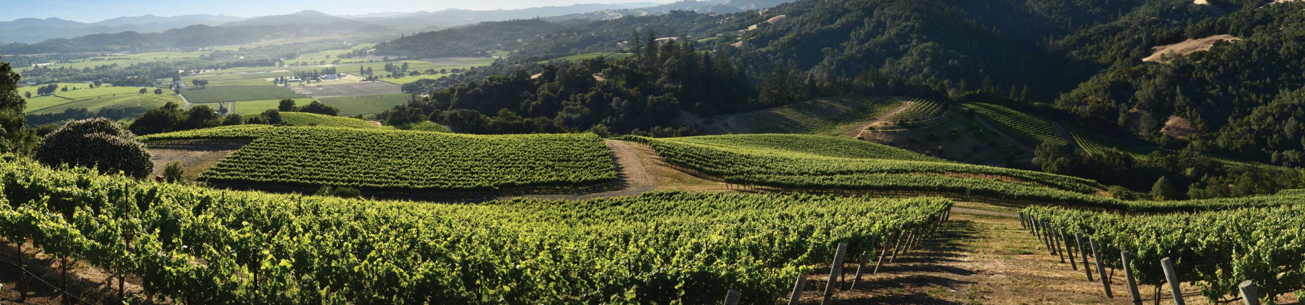a vineyard with trees in the background