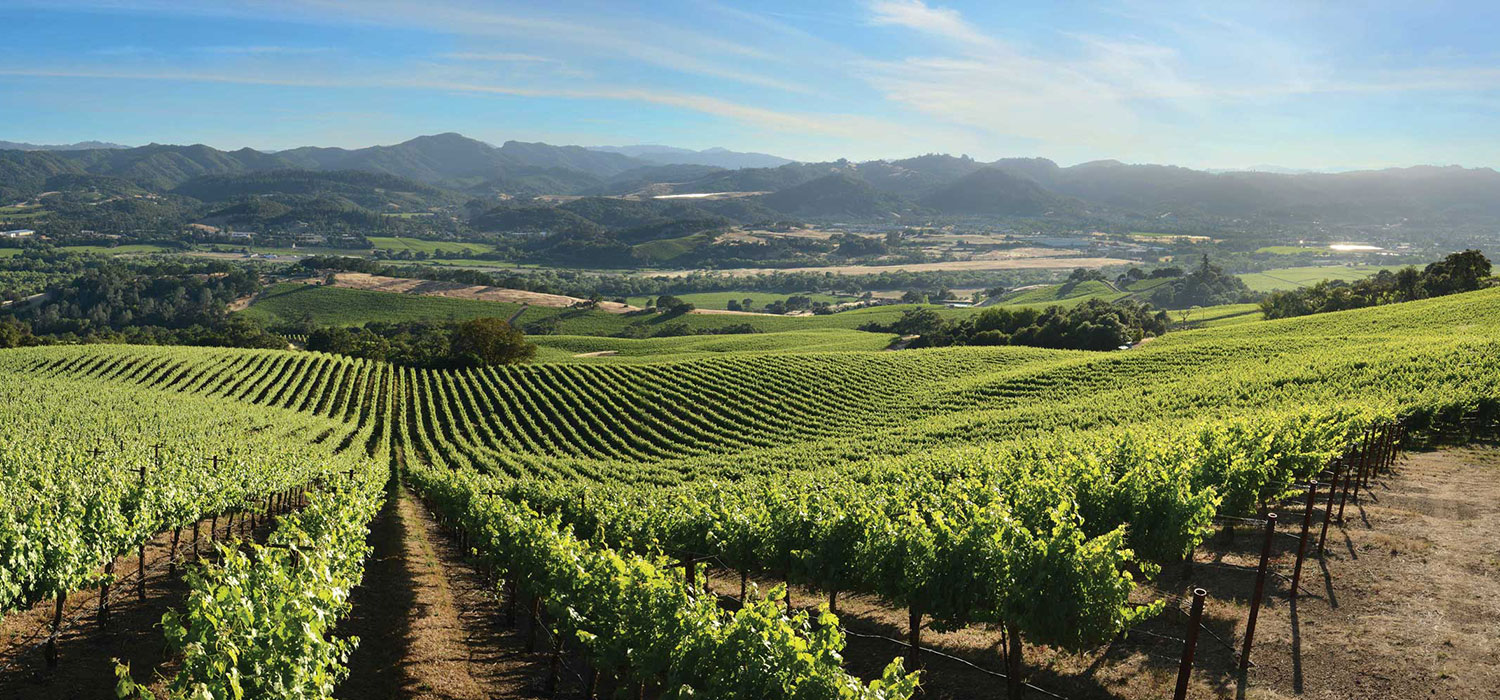 a vineyard with mountains in the background