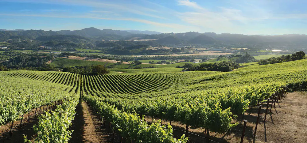 a vineyard with mountains in the background