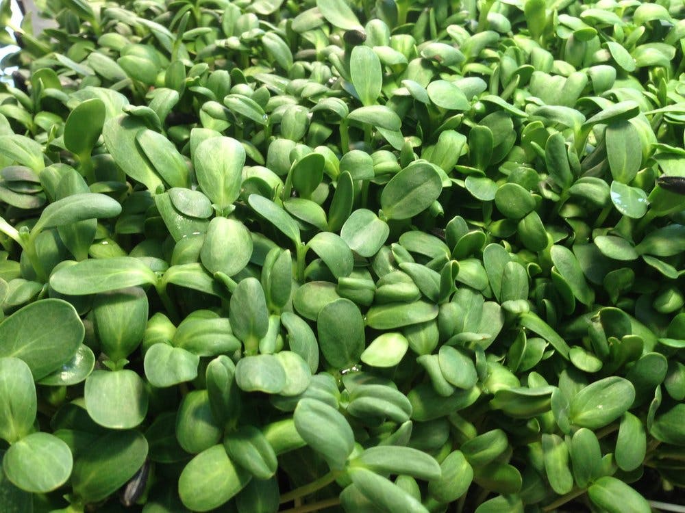 a bunch of green bananas