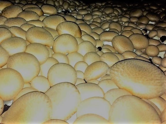 a close up of food