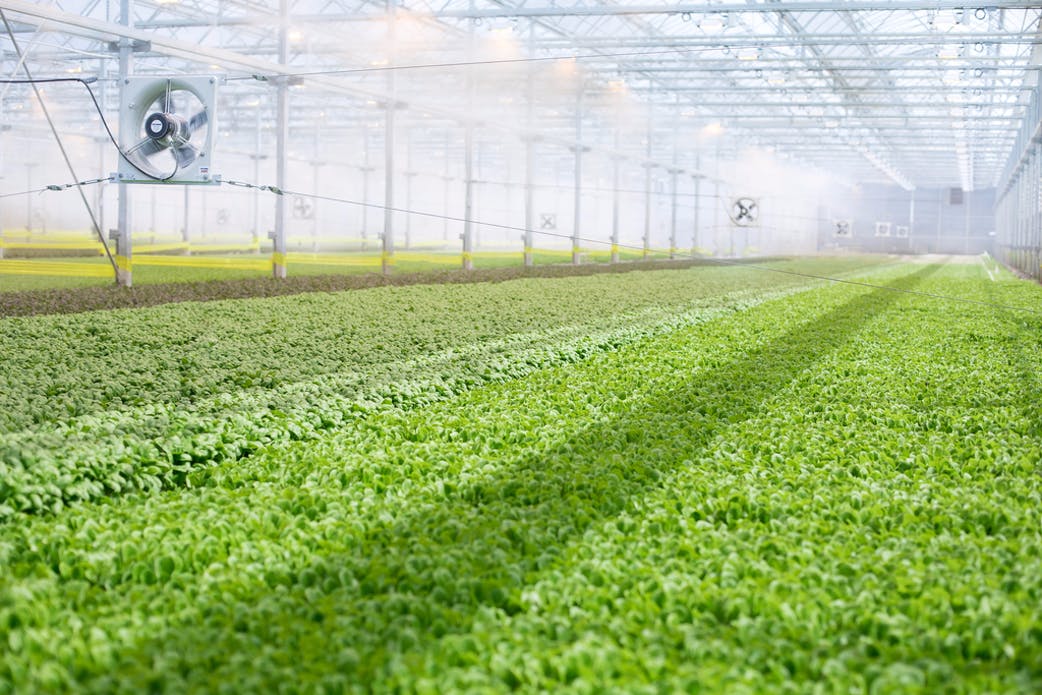 a close up of a green field