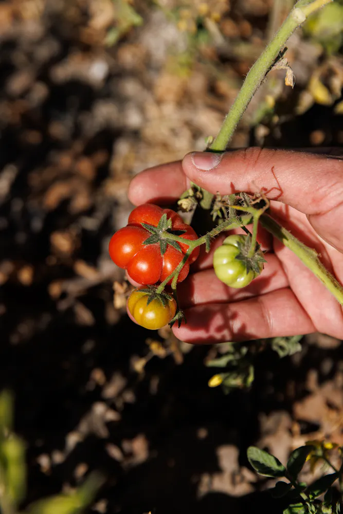 a close up of a person holding a flower