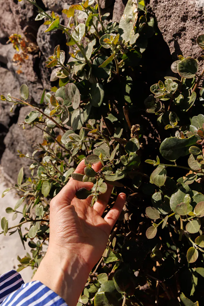 a hand holding a flower