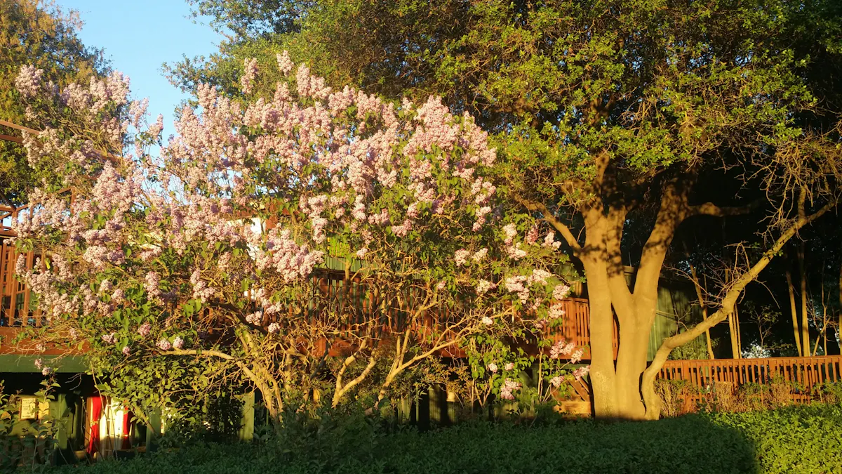 a close up of a tree