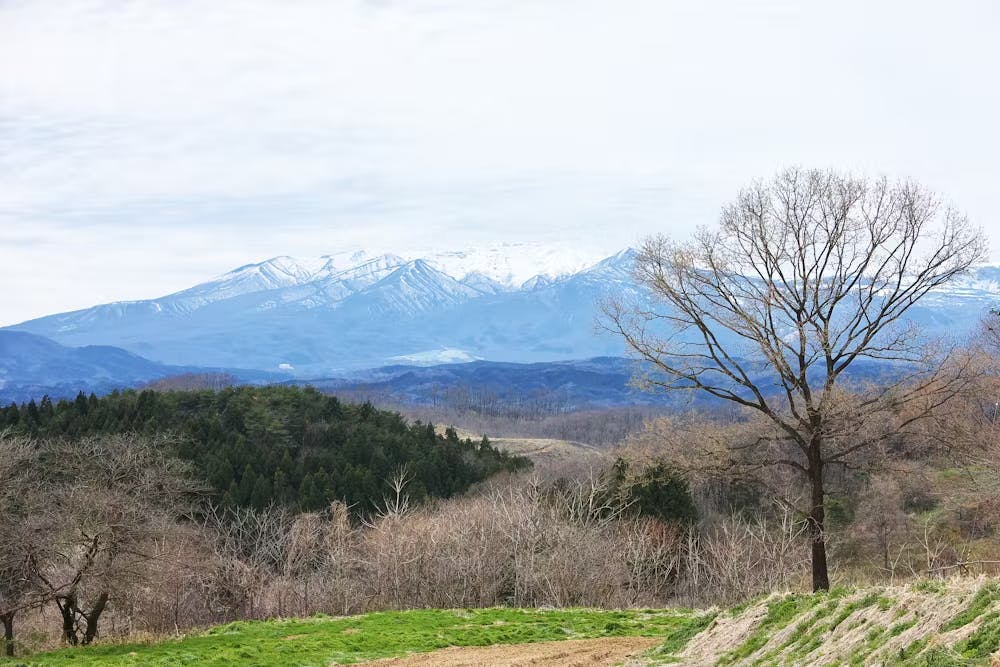 a tree with a mountain in the background