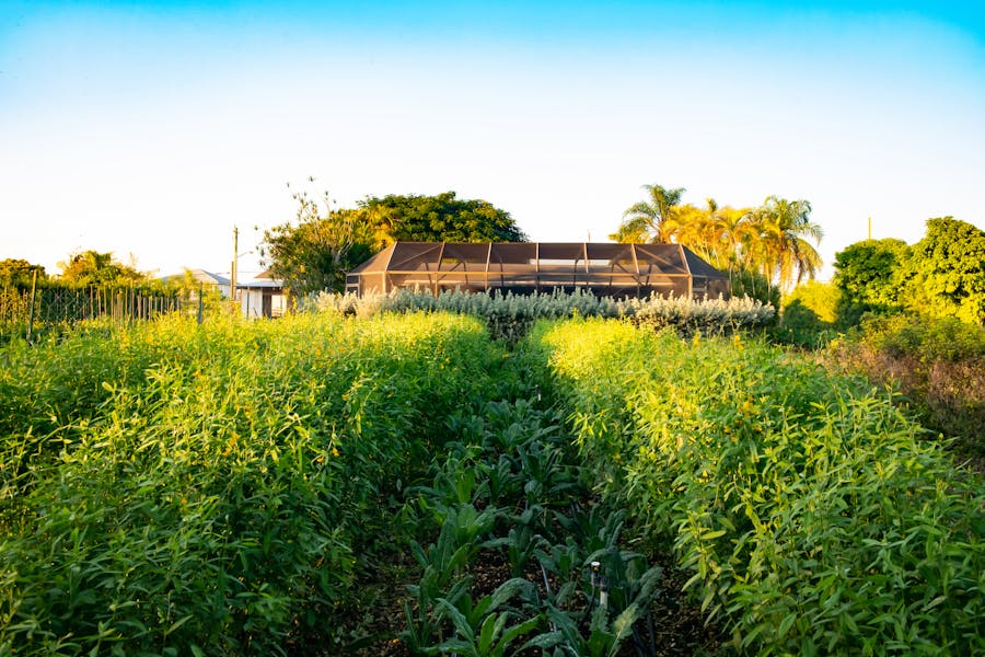 Rancho Patel Ghee Indian Kitchen in Miami, FL