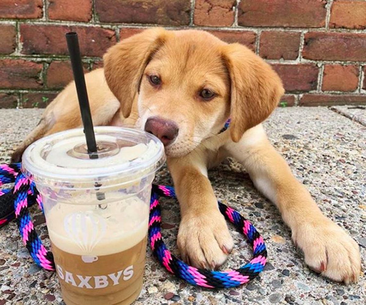 Saxbys puppy dog