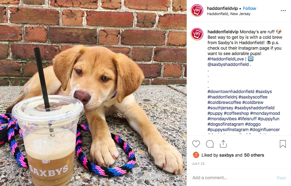 a dog sitting on a table