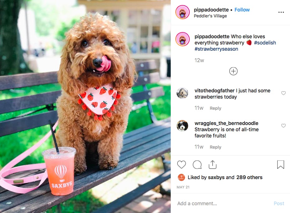 a small dog looking at the camera