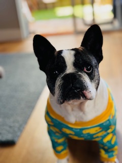 a dog sitting on a table