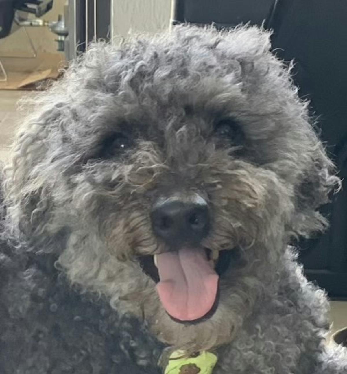 a close up of a dog