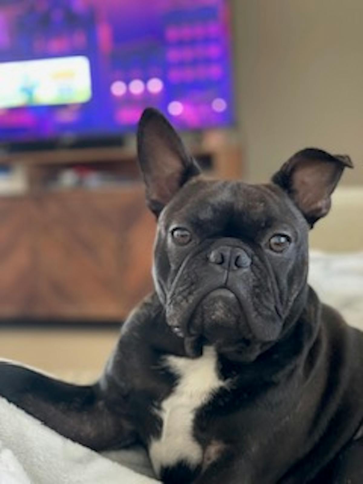 a dog that is lying down and looking at the camera