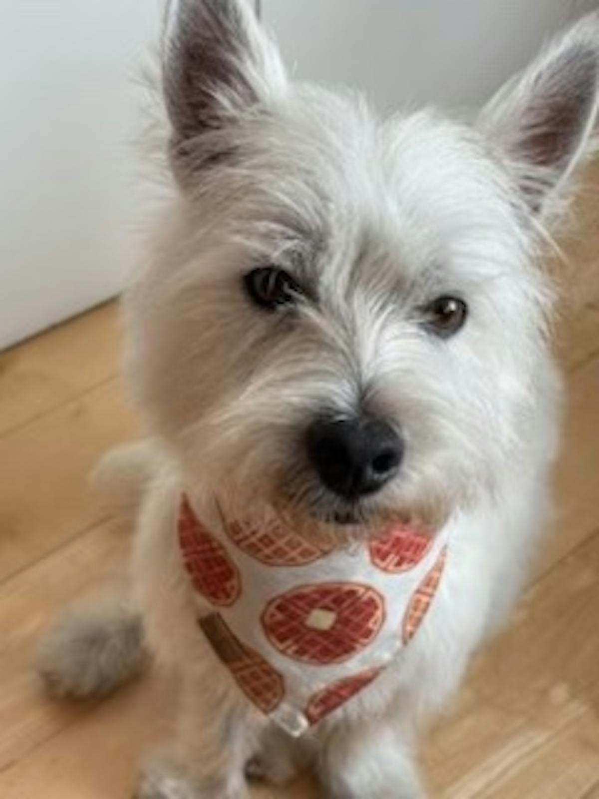 a small dog looking at the camera