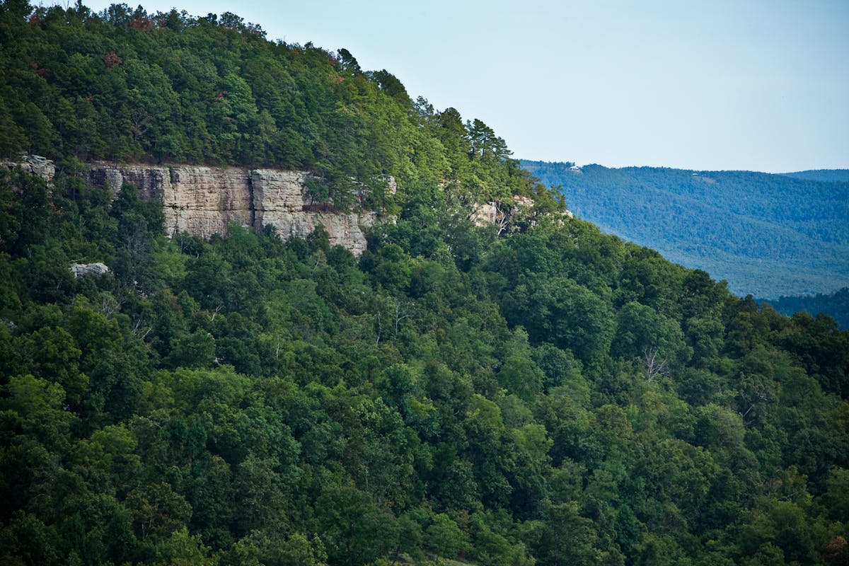 a tree with a mountain in the background