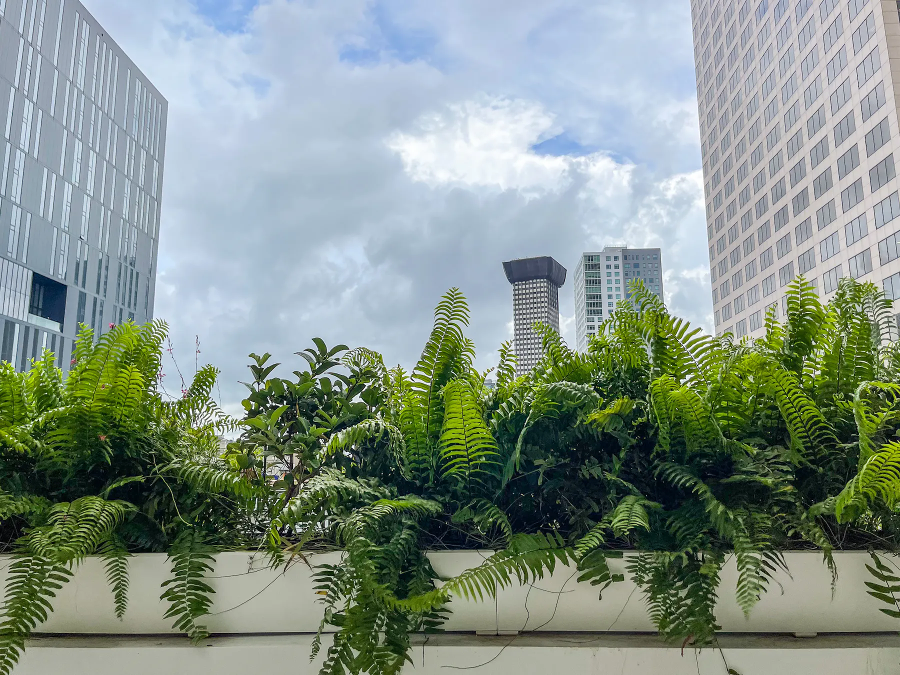 a group of palm trees in front of a tall building