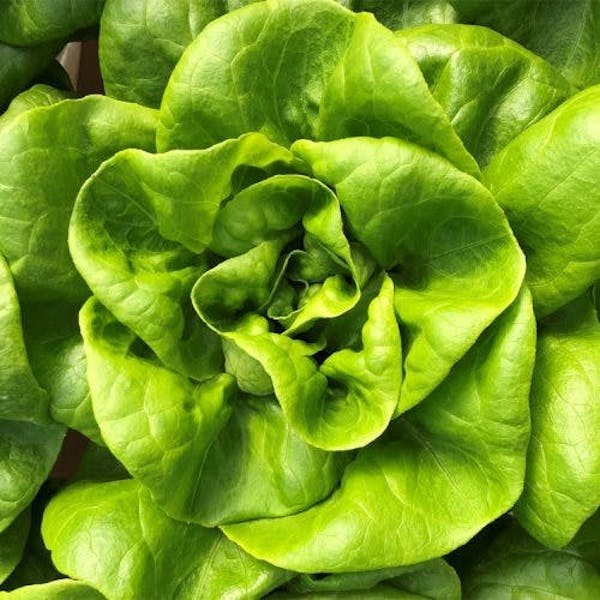 Local Ralf's Hydro Bibb Lettuce (1 Head + Vinaigrette) The Depot