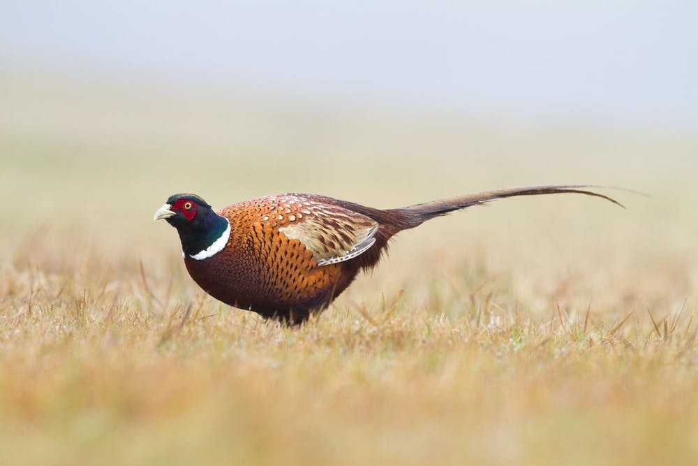 a bird standing on a dry grass field
