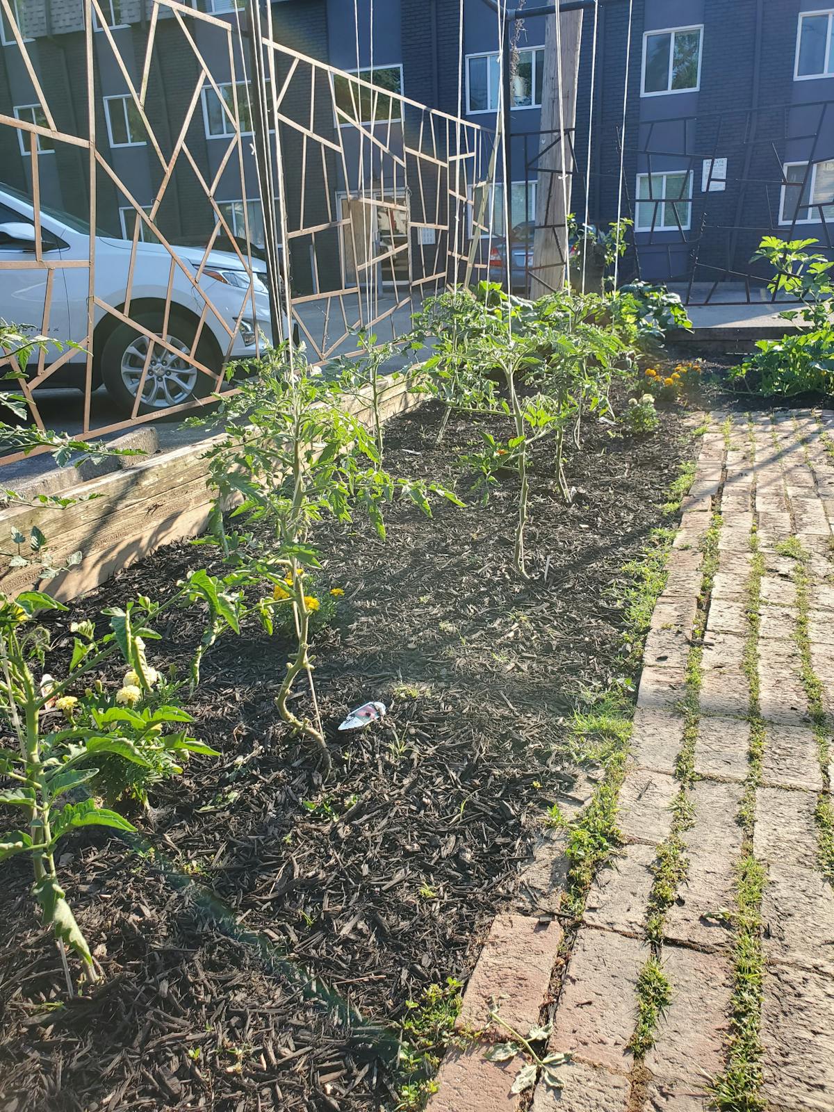 a group of bushes in a garden