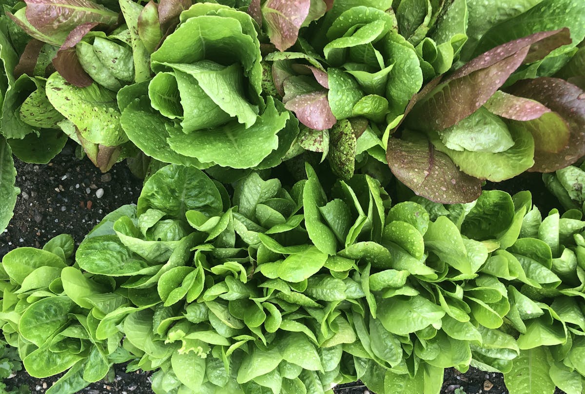 a close up of a green plant