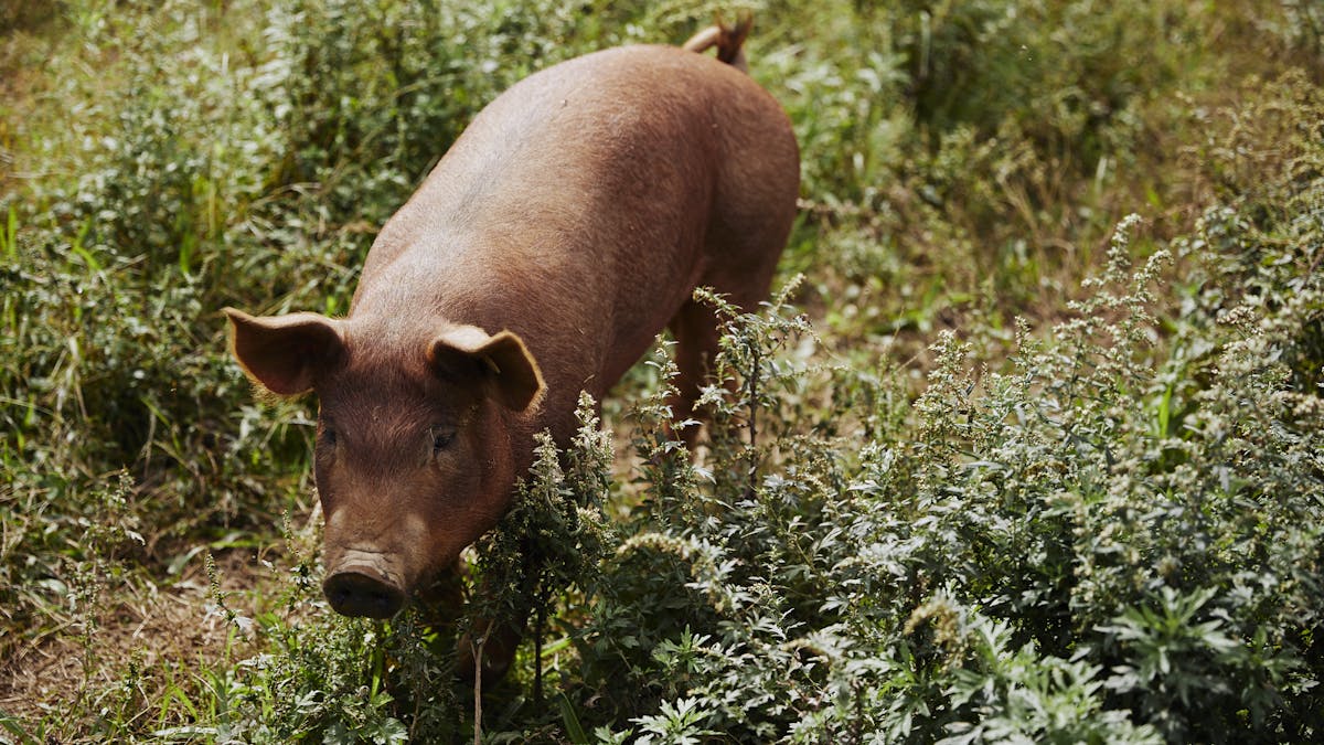 a brown cow standing on top of a lush green field