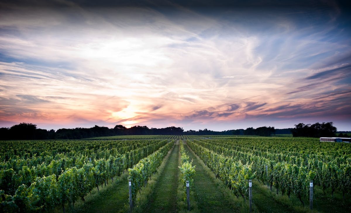 Bedell winery top